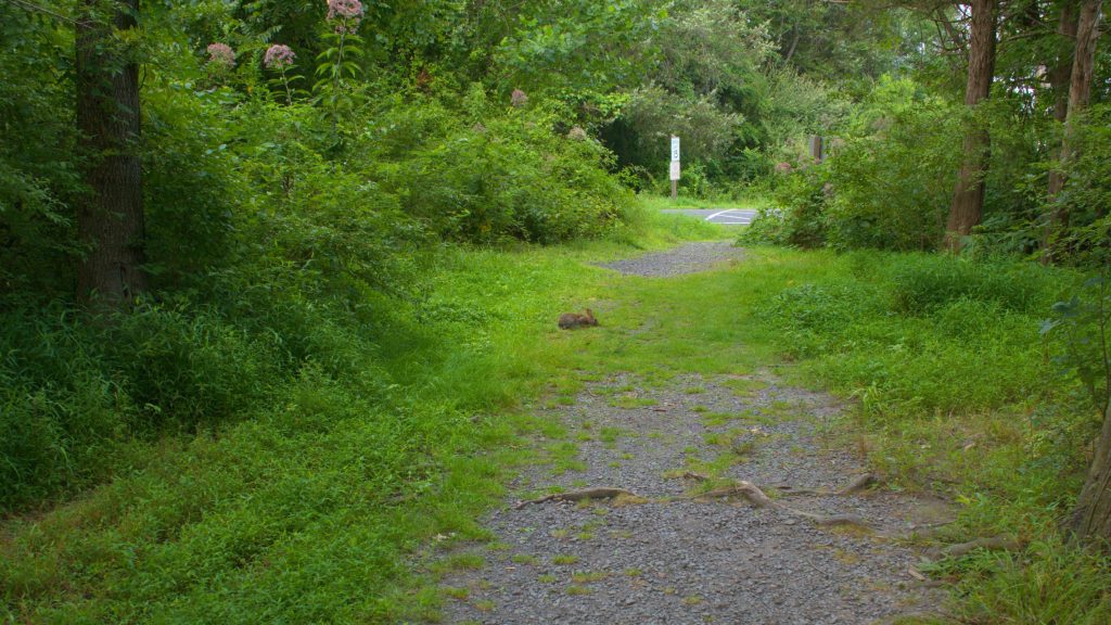 Rabbit in trail